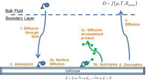 Cellulose Hydrolysis Schematic