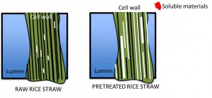 Rice Straw NKpresentation