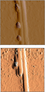 cellulases on cellulose